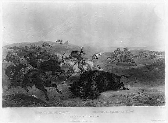 History of Bison | BisonGuy